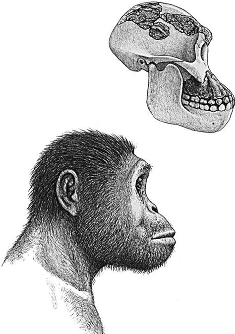 Australopithecus Garhi Bou Vp 12130 Reconstruction By Nauricio