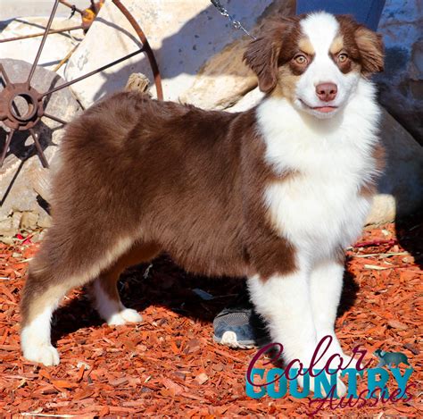 gossip s red tri female 2 color country aussies