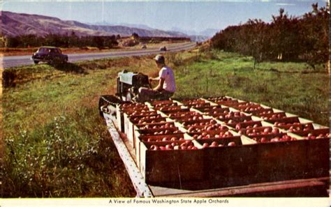 A View Of Famous Washington State Apple Orchards Fruit