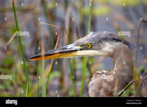 In the heart of San Francisco, a majestic Great Blue Heron graces Heron