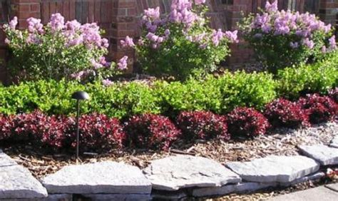 Image Result For Low Growing Shrubs For Front Of House Front Yard