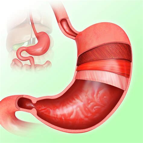 Stomach Layers And Small Intestine Photograph By Pixologicstudio Pixels