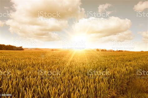 Sunrise Over Cornfield Stock Photo Download Image Now Agricultural
