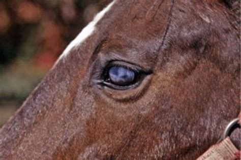 New Cause Of Glaucoma In Horses Abnormally High Pressure Within The