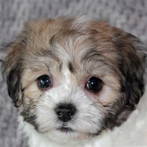 Havachon Puppy For Sale Heavenly Puppies