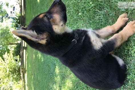 Our 15 days board and train with a professional dog trainer is the best way to get your dog trained. Zora: German Shepherd puppy for sale near Nashville ...