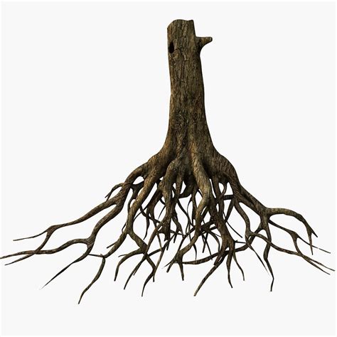 Tree Root Clipart Best