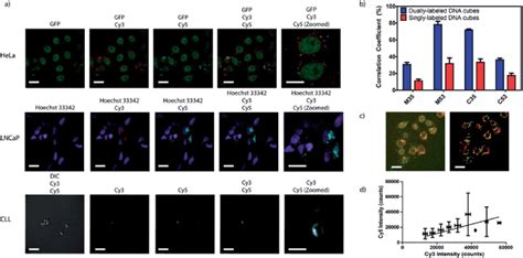 A Cellular Internalization Of Naked Blunt Ended Cubes Labelled With