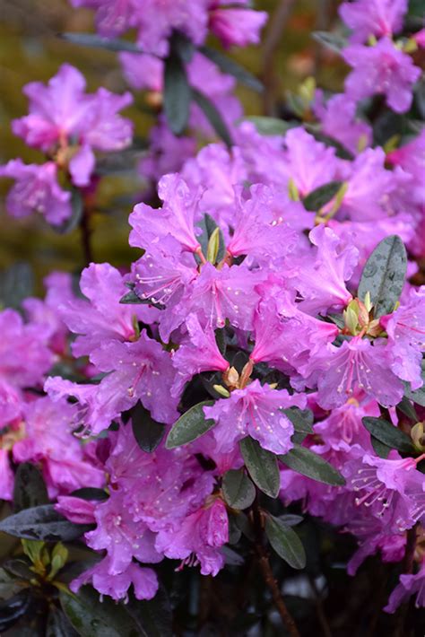 Pjm Checkmate Rhododendron Rhododendron Pjm Checkmate In Fond