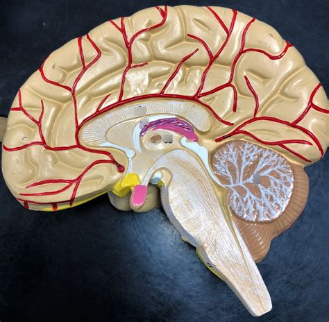 Anatomical Model Endocrine Glands Of The Brain Diagram Quizlet