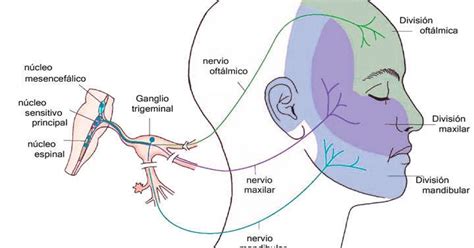 Neuroaprende Par Craneal V Nervio Trigemino