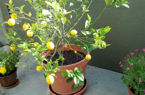 Check spelling or type a new query. Hometalk | The 16 Best Healthy, Edible Plants to Grow Indoors