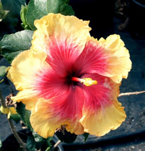 14 Different Types Of Hibiscus 2 Is My Favorite