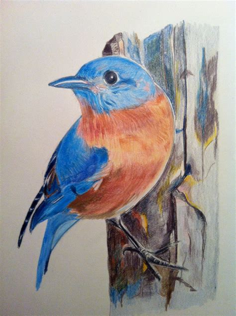 Missouri Bluebird In Watercolor Pencil By Melangelo On Etsy Bird Art