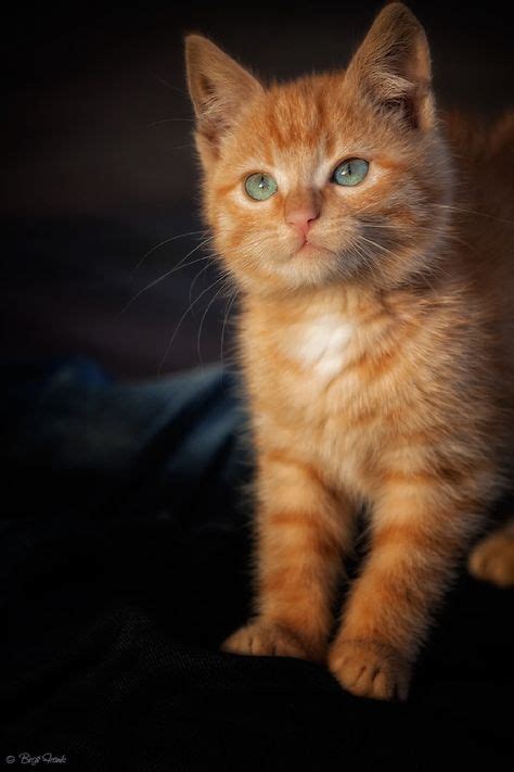 22 Orange Tabby Ideas Kittens Cutest Crazy Cats Cute Cats
