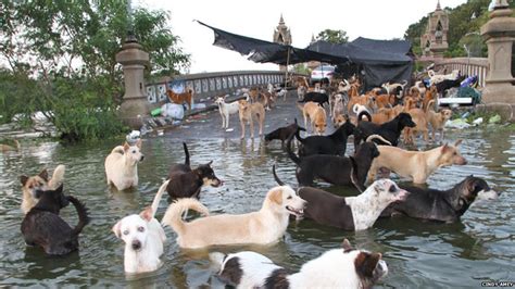 Cbbc Newsround Pictures Thousands Of Pets Stranded In Thailand Floods