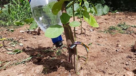 The goal is to place water directly into the root zone and minimize evaporation. Bottle Drip irrigation System 02 - YouTube