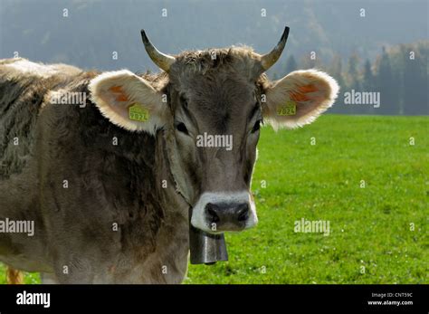 Domestic Cattle Bos Primigenius F Taurus Portrait With Cowbell