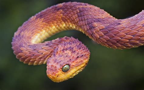 Snake Vipers Reptile Animals Wallpapers Hd Desktop And Mobile