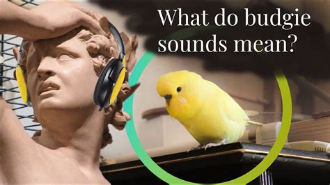 What Different Budgie Sounds Mean How To Sound Budgie Yellow