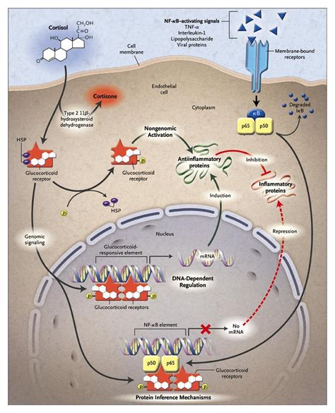 Antiinflammatory Action Of Glucocorticoids New Mechanisms For Old Drugs Nejm