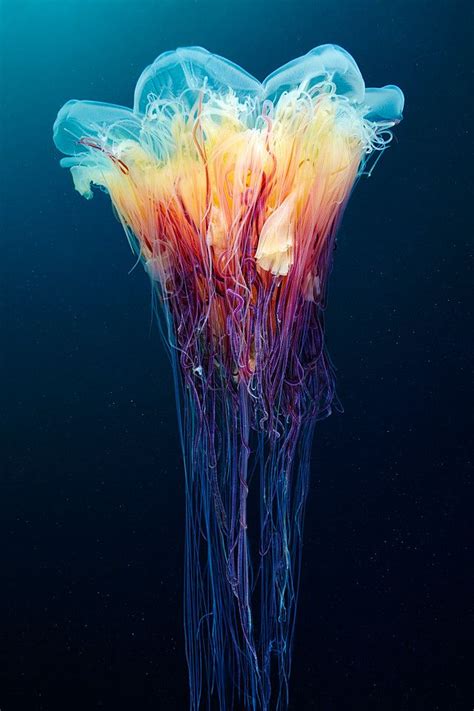 Cyanea Capillata Deep Sea Creatures Underwater Creatures Beautiful