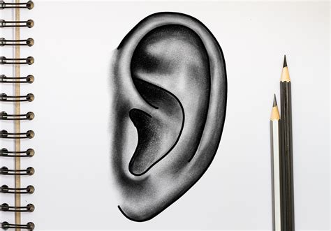 How To Draw An Ear Design School