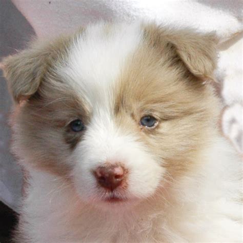 Pictures Of Puppies 45 Free Cute Border Collie Puppy Images Hubpages