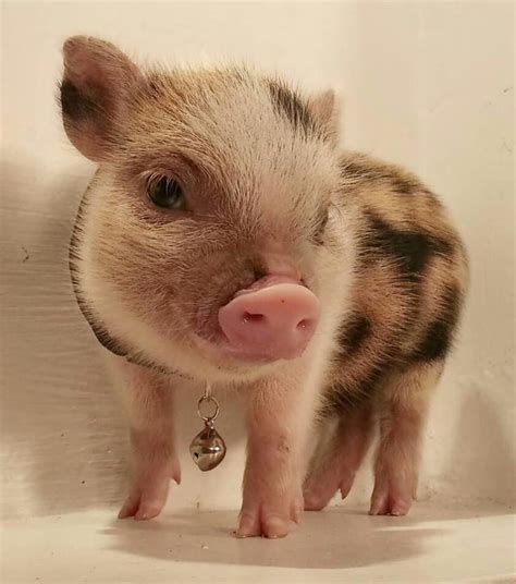 Lovely Baby Pigs Cute Baby Pigs Cute Baby Animals