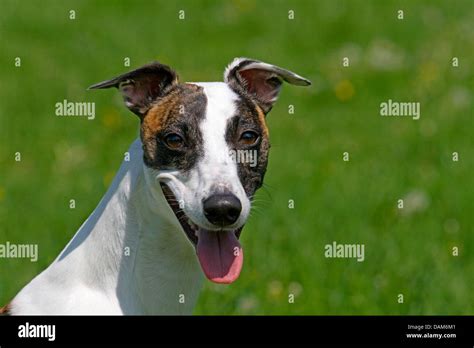 Whippet Canis Lupus F Familiaris Portrait Of A Short Haired Male