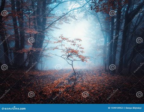 Beautiful Dark Mystical Forest In Blue Fog In Autumn Stock Image
