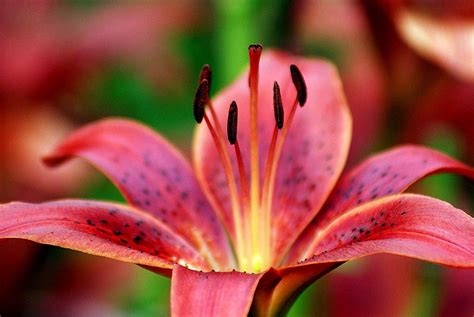 Check spelling or type a new query. PISTIL DE LYS photo et image | fleurs, ligerien, nature ...