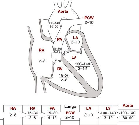 Diagram Of The Human Heart And Its Major Vessels Including The Aortaic