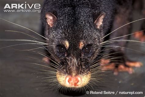 Otter Civet Photos And Facts