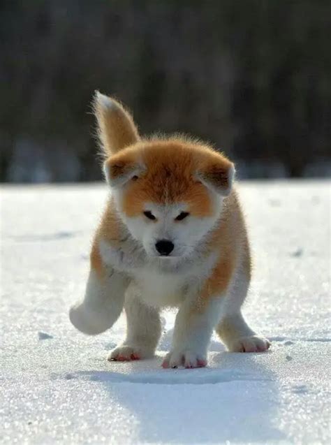 12 Of The Cutest Japanese Akita Puppy Pics Ever The Paws