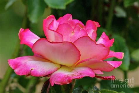 Pink Rose Photograph By Susan Rydberg Fine Art America