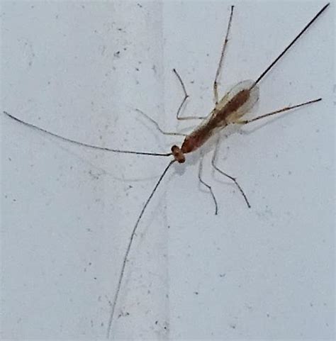 Tiny Insect With Long Stinger Or Ovipositor Bugguidenet