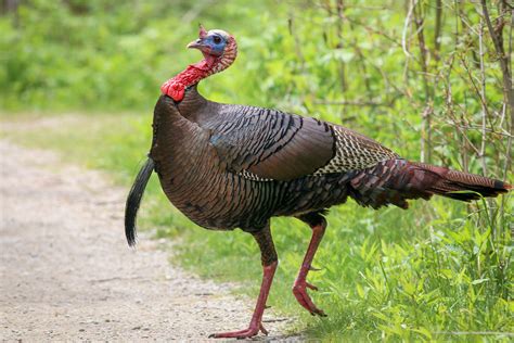 10 Fun Facts About the Wild Turkey | Audubon