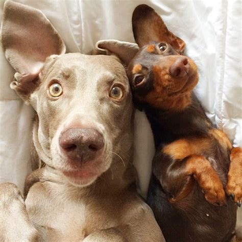 27 Best Dog Selfies Dont Miss From 22 ~ Pix To Share