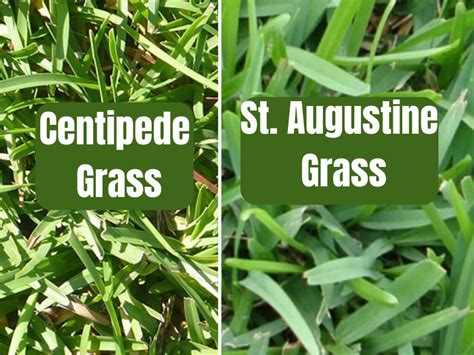 St Augustine Grass Vs Zoysia Which One Is Right For My Lawn Paperblog