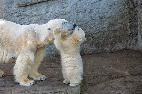 56 Un Bear Ably Cute Momma Bears Teaching Their Teddy