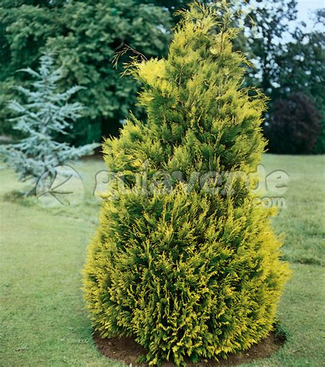 Chamaecyparis Lawsoniana Lutea