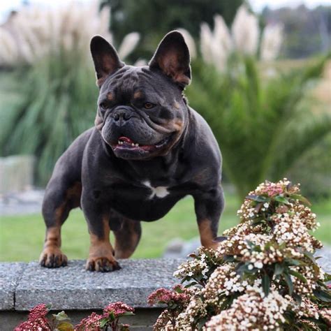 37 Exotic French Bulldog Puppies Picture Bleumoonproductions