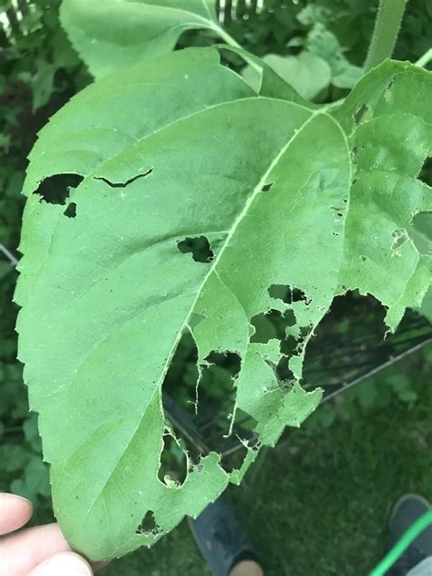 Any Idea What Is Eating My Sunflower Leaves Gardening