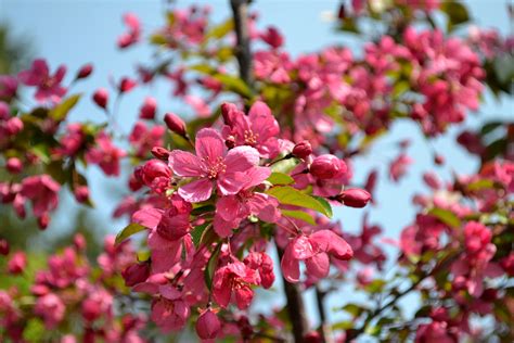 Check spelling or type a new query. 7 Spring Flowering Trees and Shrubs - Sheridan Nursuries Blog