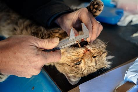Poll Should The Massive Culling Of Feral Cats Be Allowed With Long