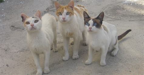 A Group Of Around A Dozen Feral Cats