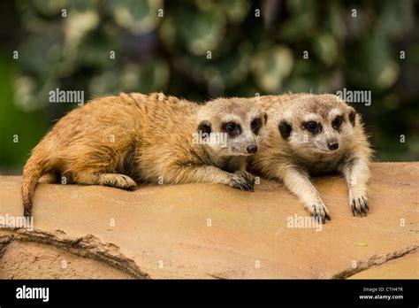 Two Meerkat Resting On Ground In Zoo Thailand Stock Photo Alamy
