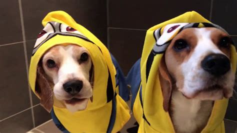 Funny Beagle Dogs In Minion Robes Taking A Bath Louie And Marie Youtube