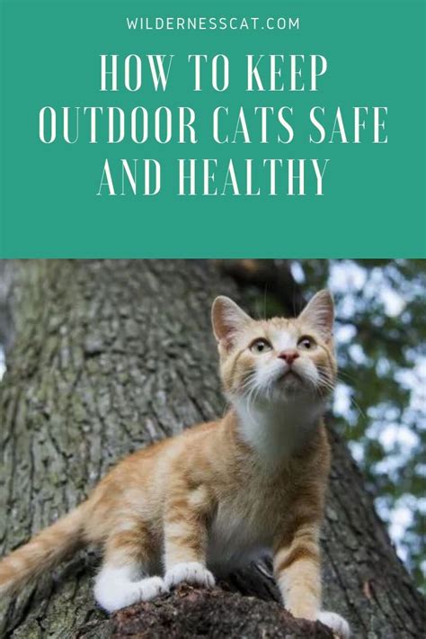 How To Keep Your Outdoor Cats Safe And Healthy Wildernesscat